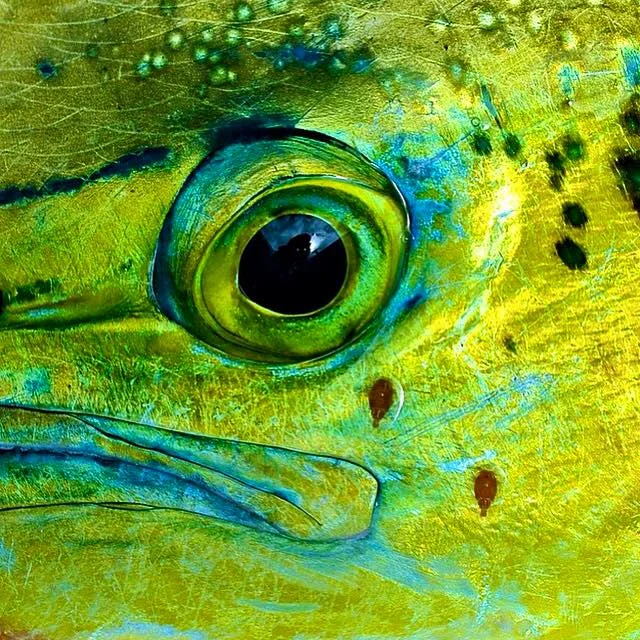 Mahi Francaise