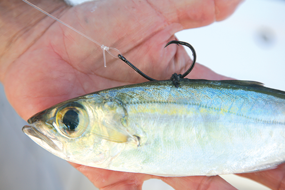 bridle hook fishing 3D Products - Ultimate Bait The Offshore sized bridle Bridle Rig for Bass UK