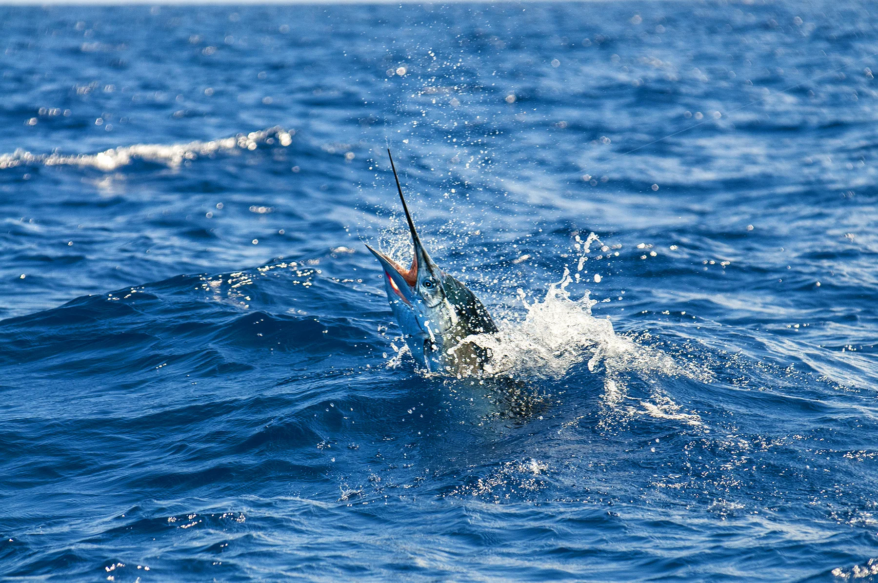 Targeting Sailfish