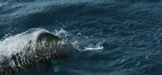Most Incredible Flying Fish Footage Ever.