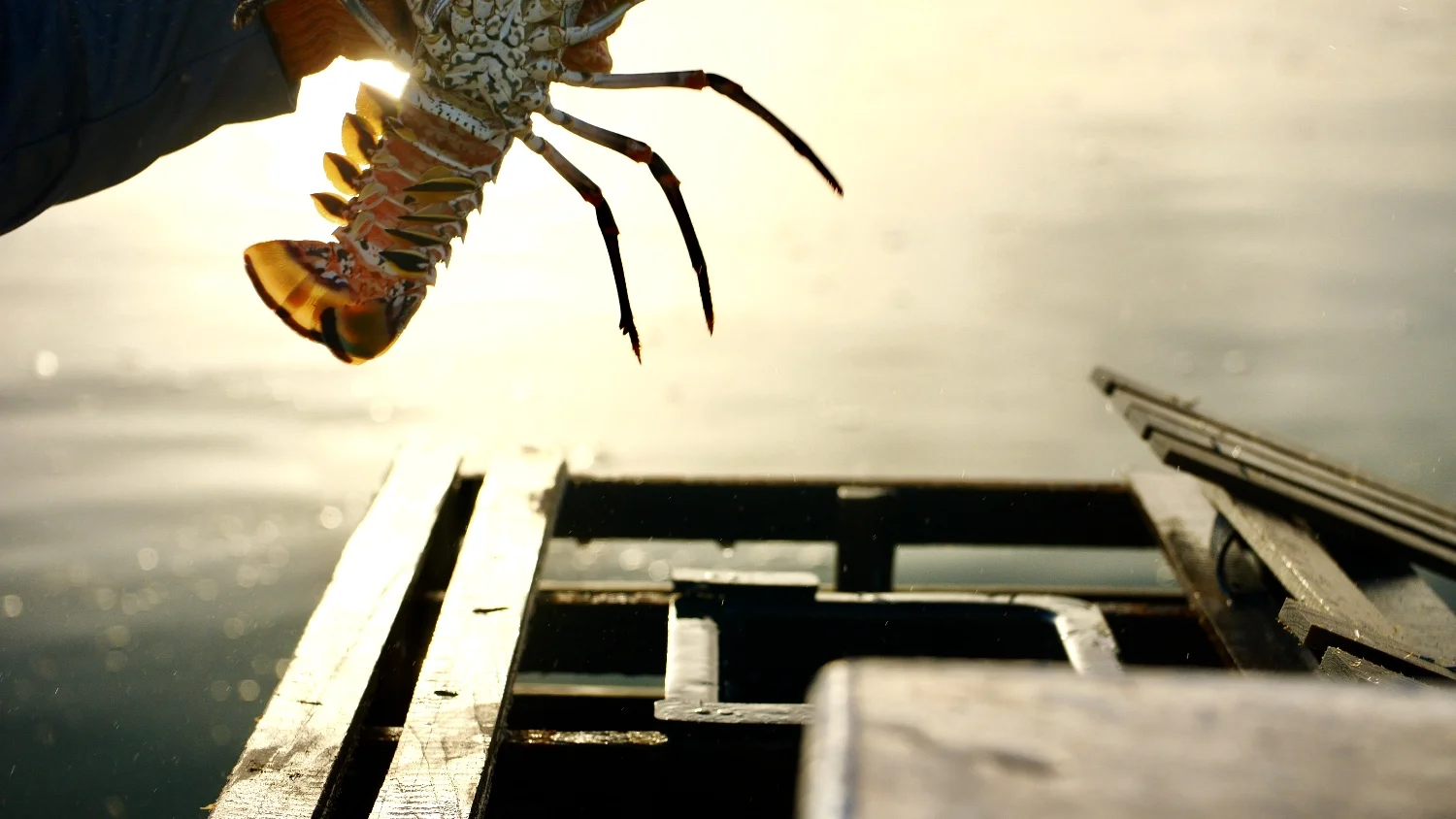 MOST POPULAR Top 5 Spiny Lobster Recipes Read More