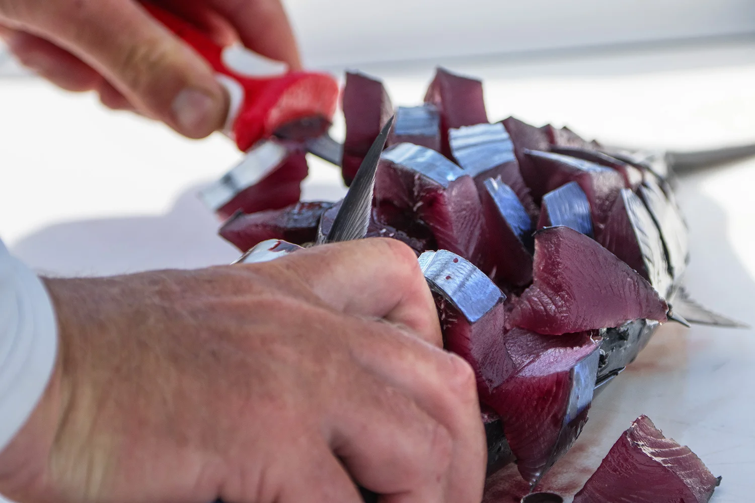 Cutting And Preparing Different Species Of Fish For Table Or For Bait ...