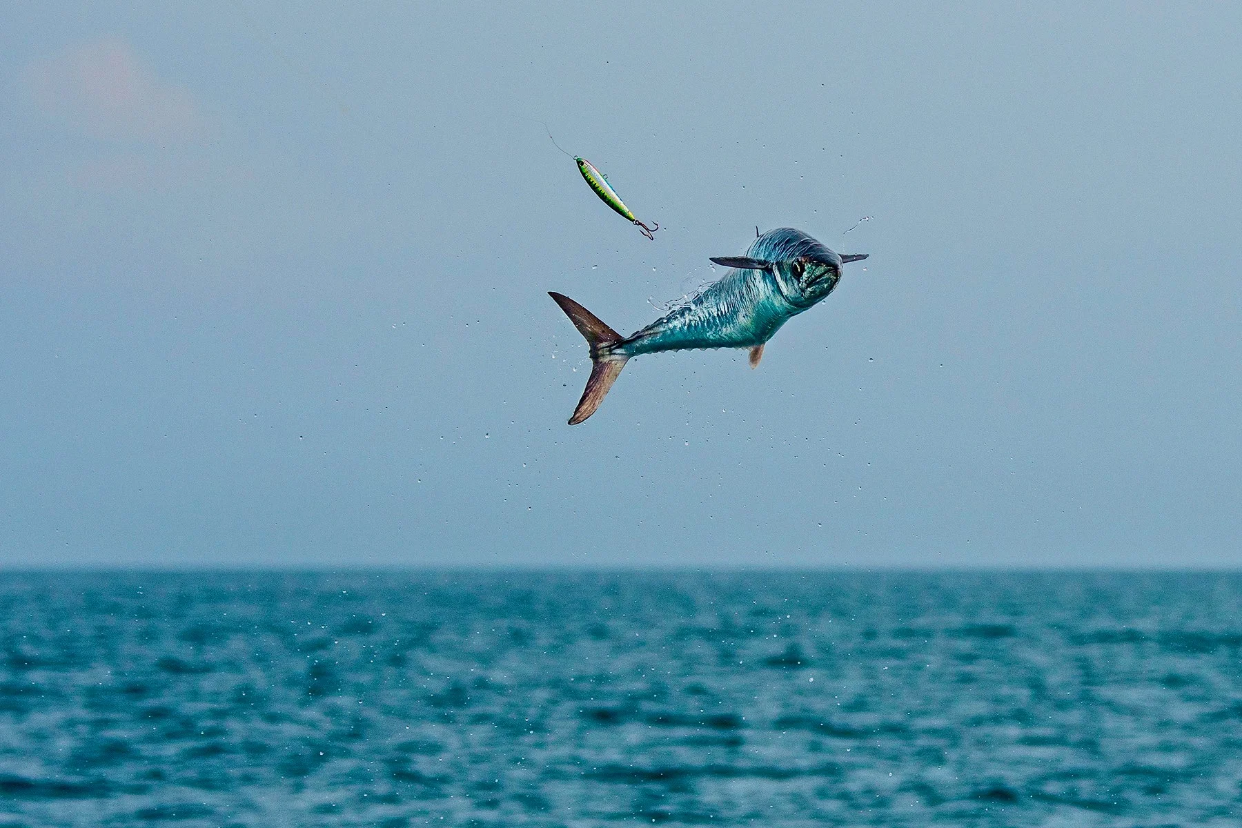 Skyrocketing Kingfish