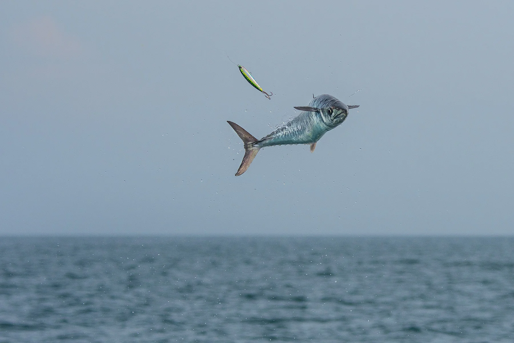 Smoked Kingfish Dip — Into the Blue Fishing Blog