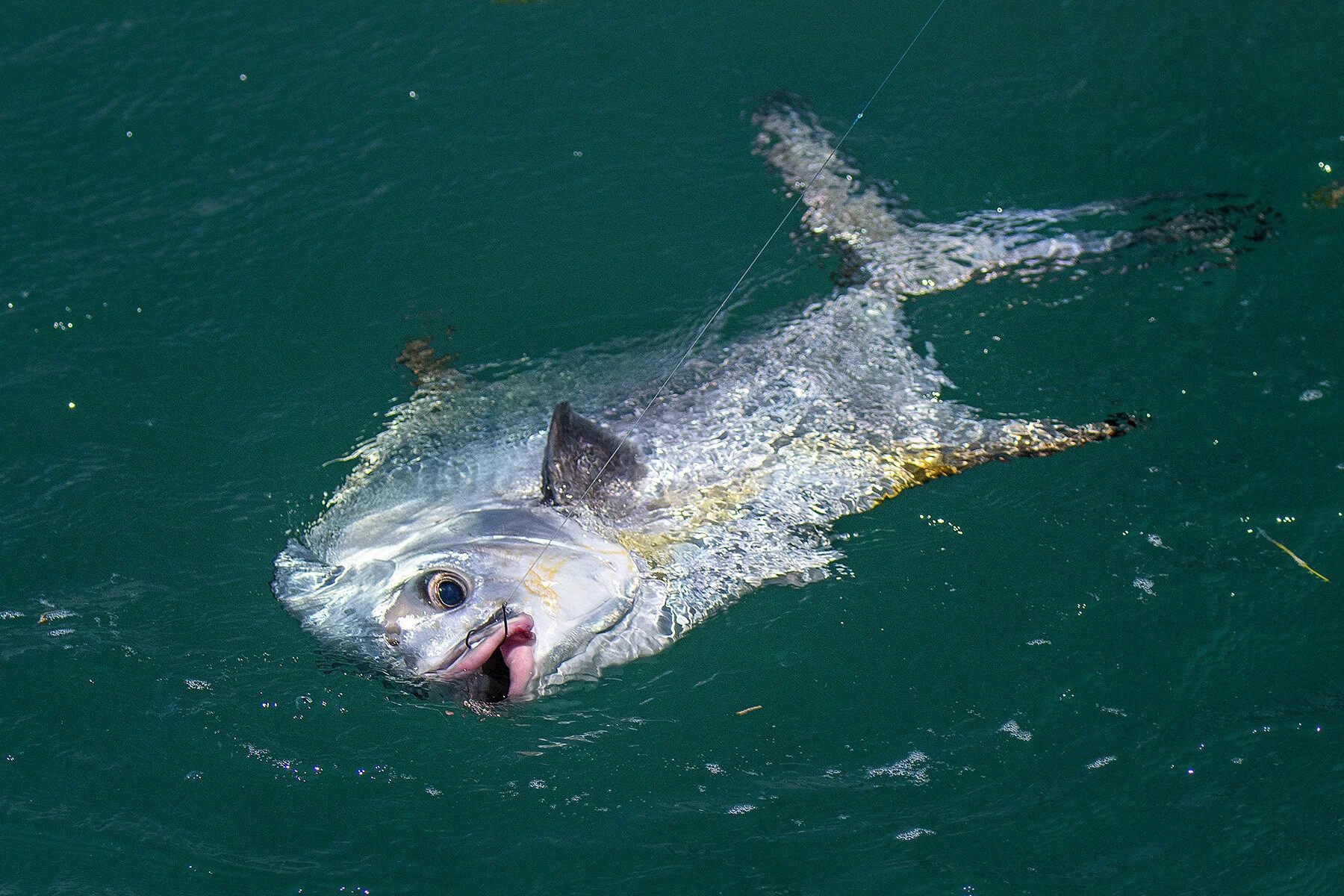 Gulf Wreck Permit Part 2