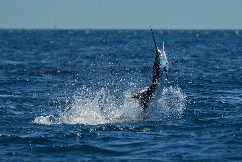 Ocean's Edge Resort &amp; Marina