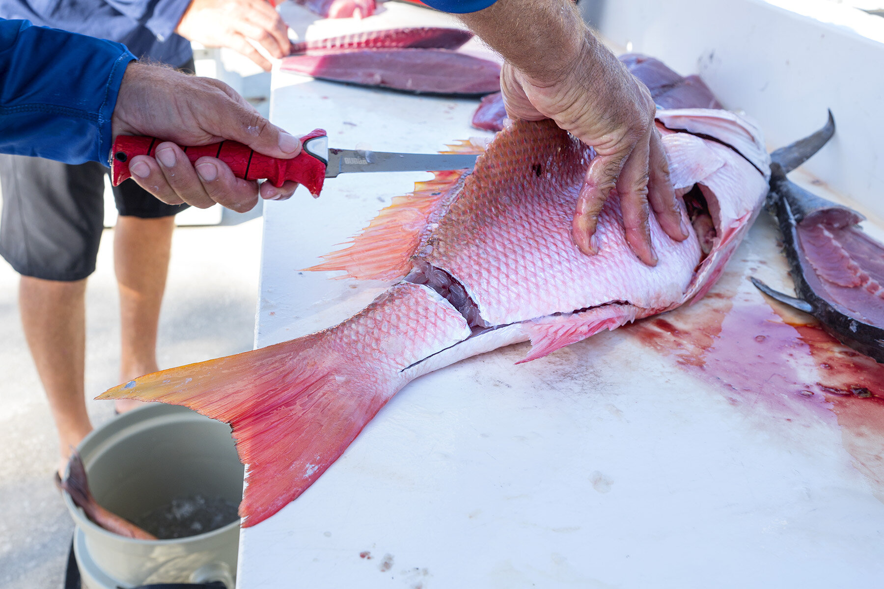 Mangrove Snapper - The Fish Everyone Loves to Catch