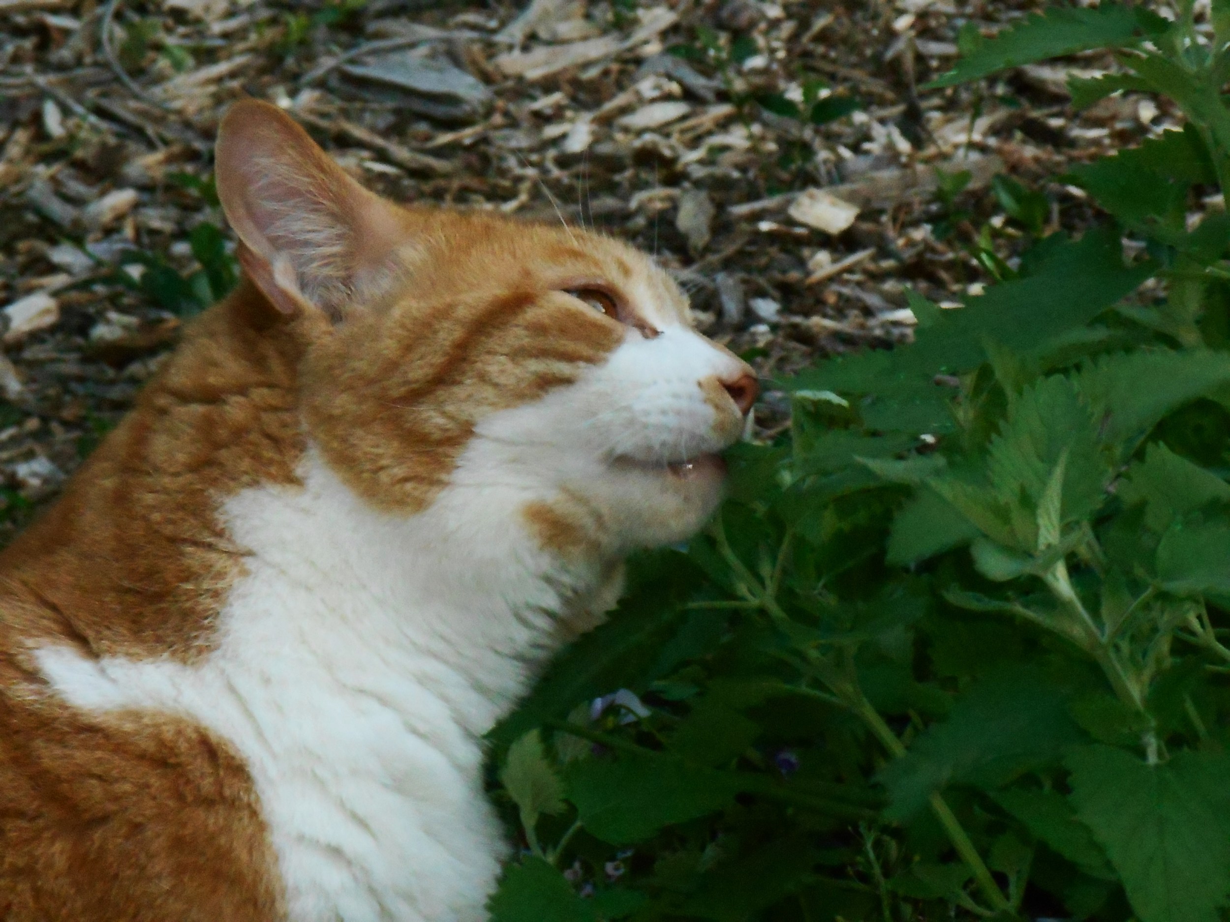 Catnip or cat grass