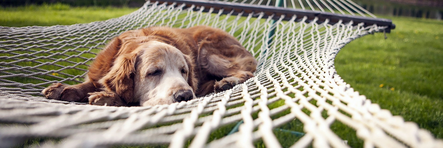 dog-resting-in-a-hammock-cropped.png