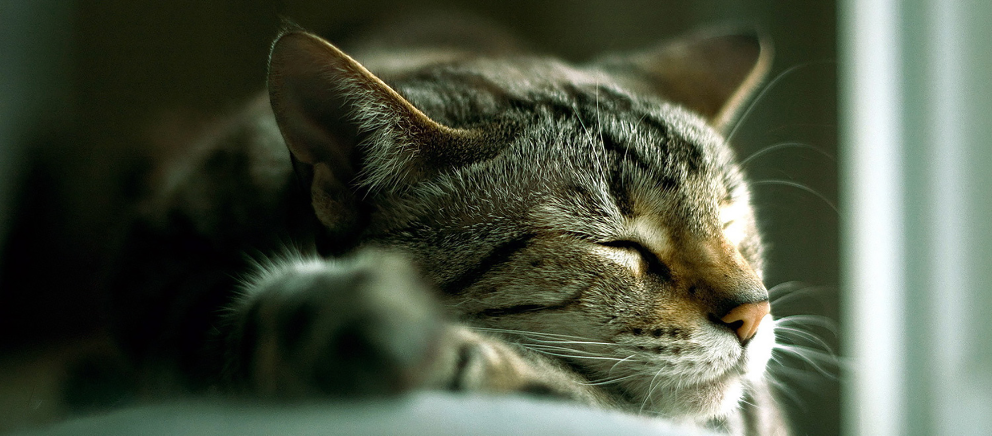 a-cute-cat-sleeping-254213-larger.png