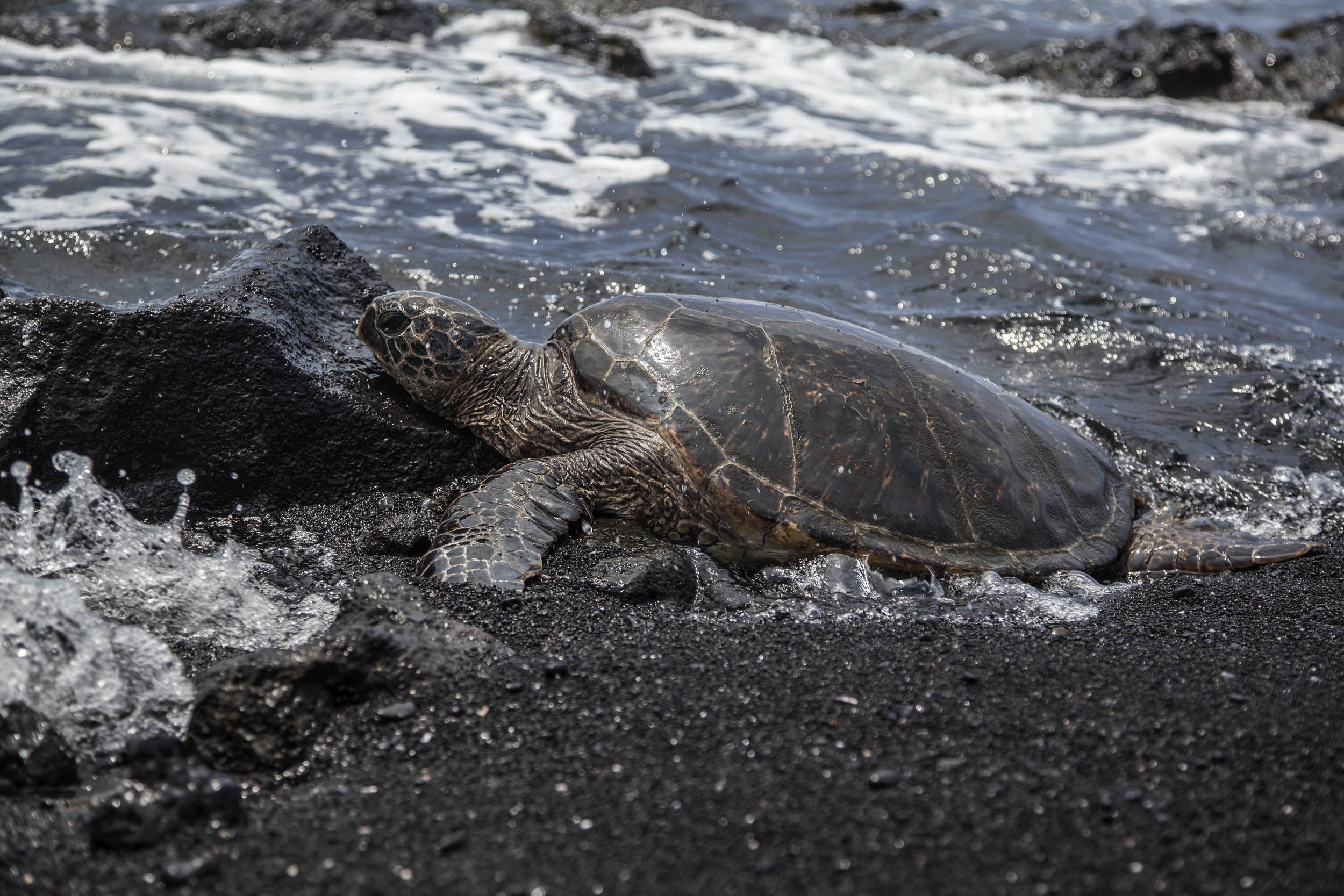  Hawaiian sea turtle on a black sand beach. Big Island, Hawaii 