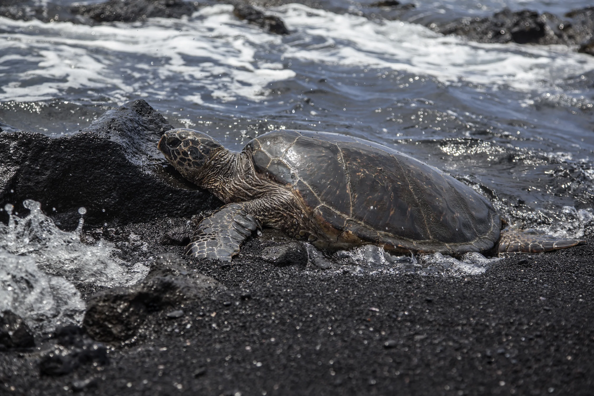 Hawaiian sea turtle on a black sand beach. Big Island, Hawaii