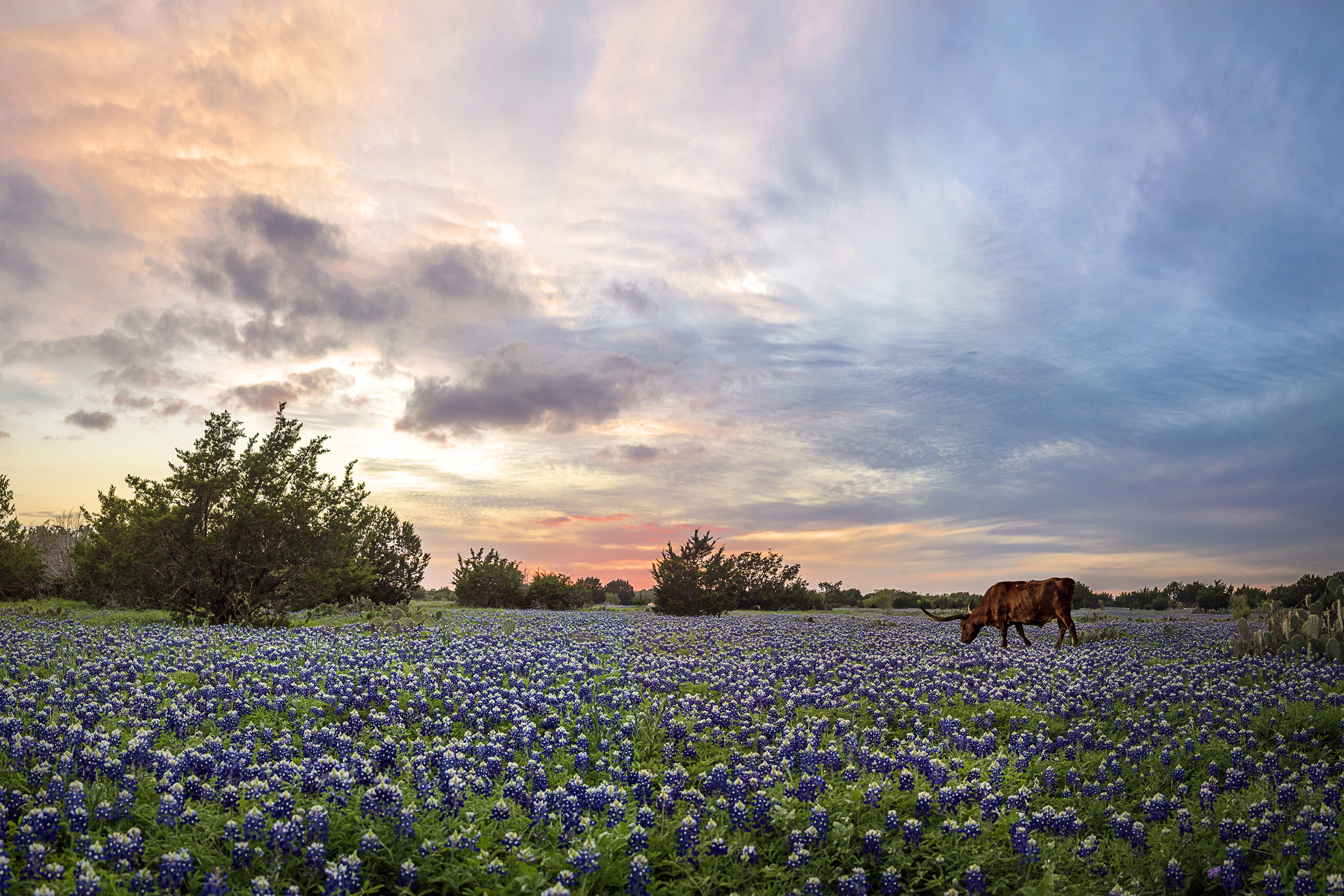 Bluebonnet Sunset