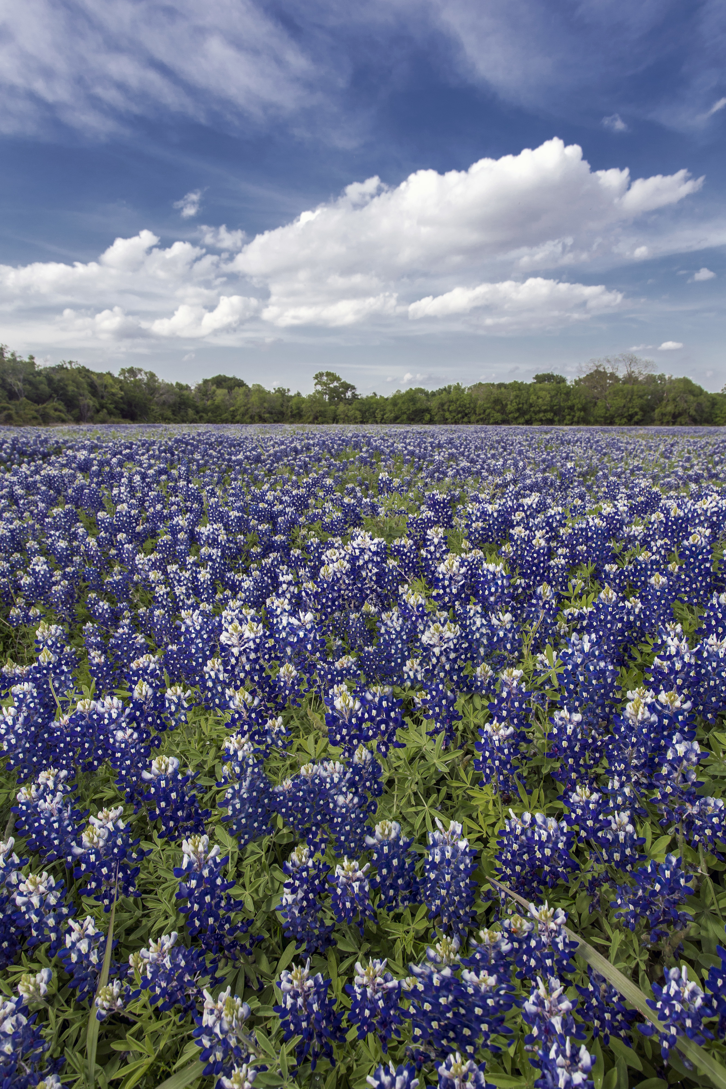 Field of Bluebonnets