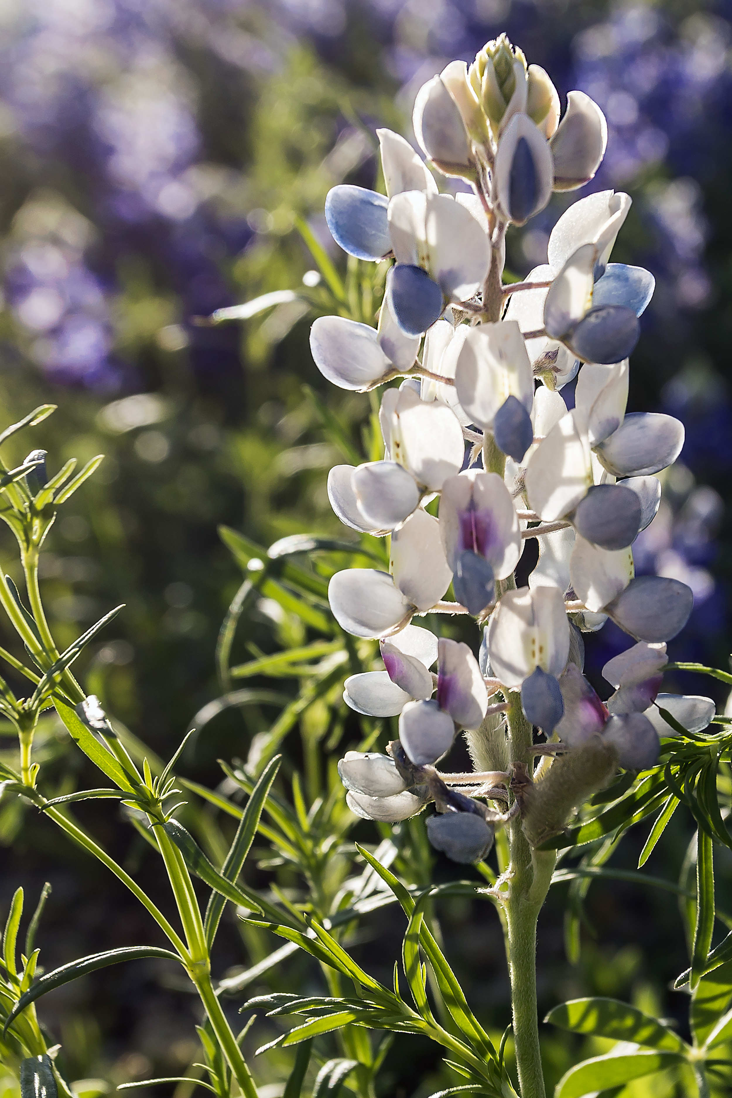 White Bluebonnet