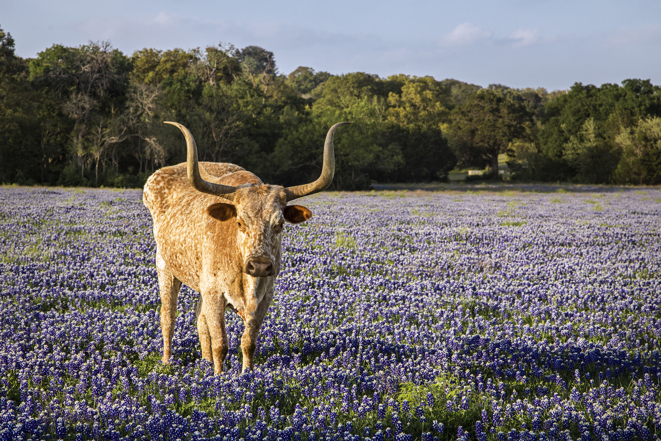  Texas longhorn in a field of bluebonnets near Seward Junction, Texas&nbsp; 