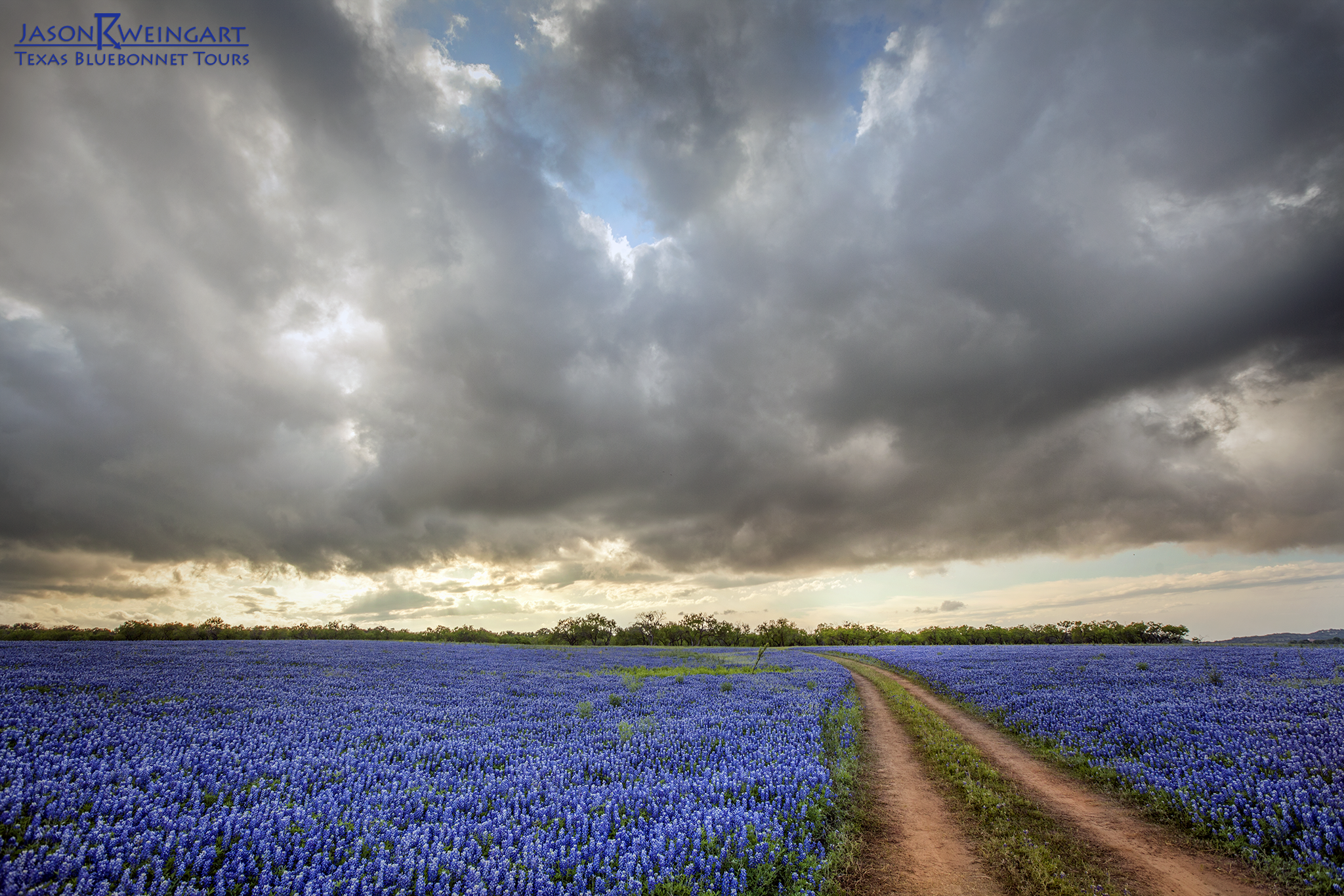 Bluebonnet Hill