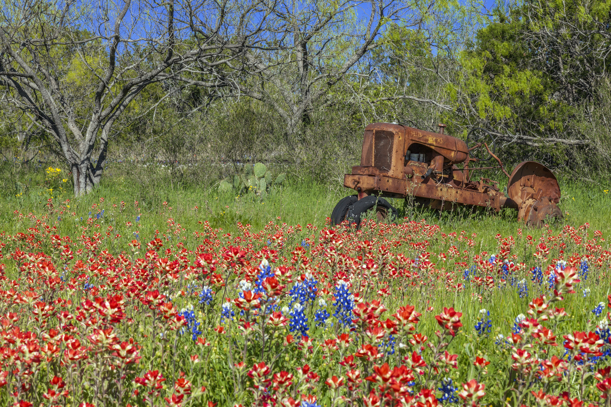 Weingart Bluebonnets3.jpg
