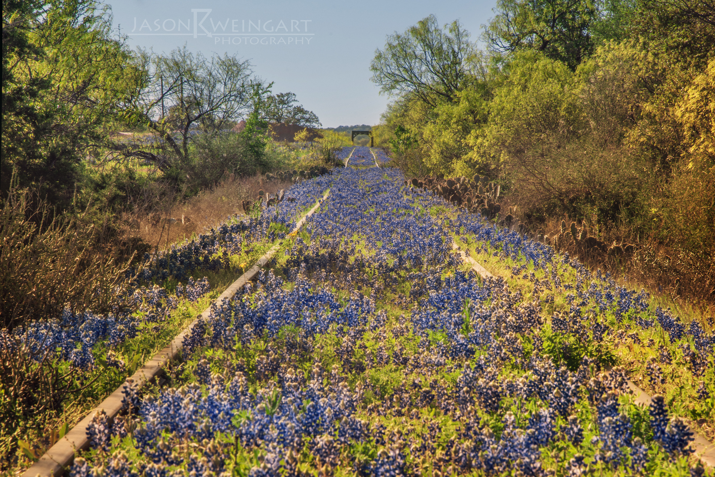 Weingart Bluebonnets1.jpg