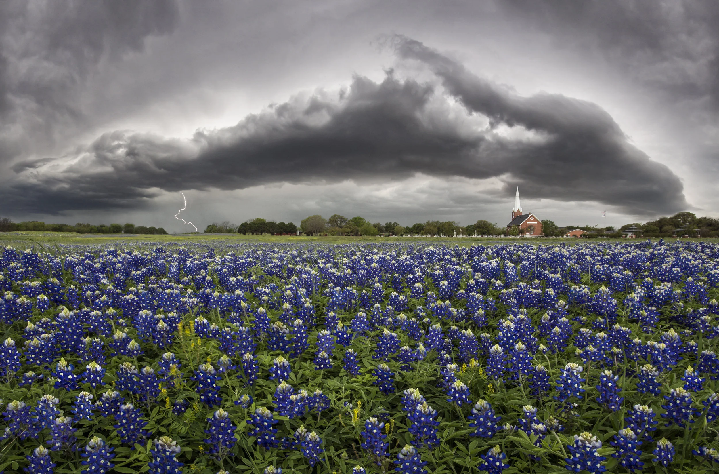 The Bluebonnet Storm