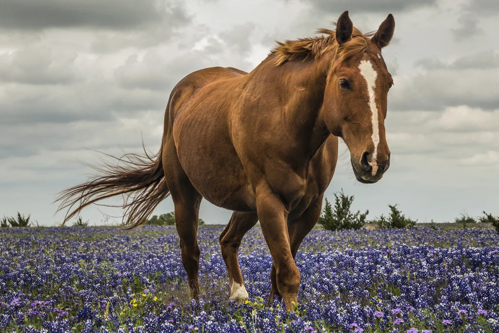 Bluebonnet Gallop 