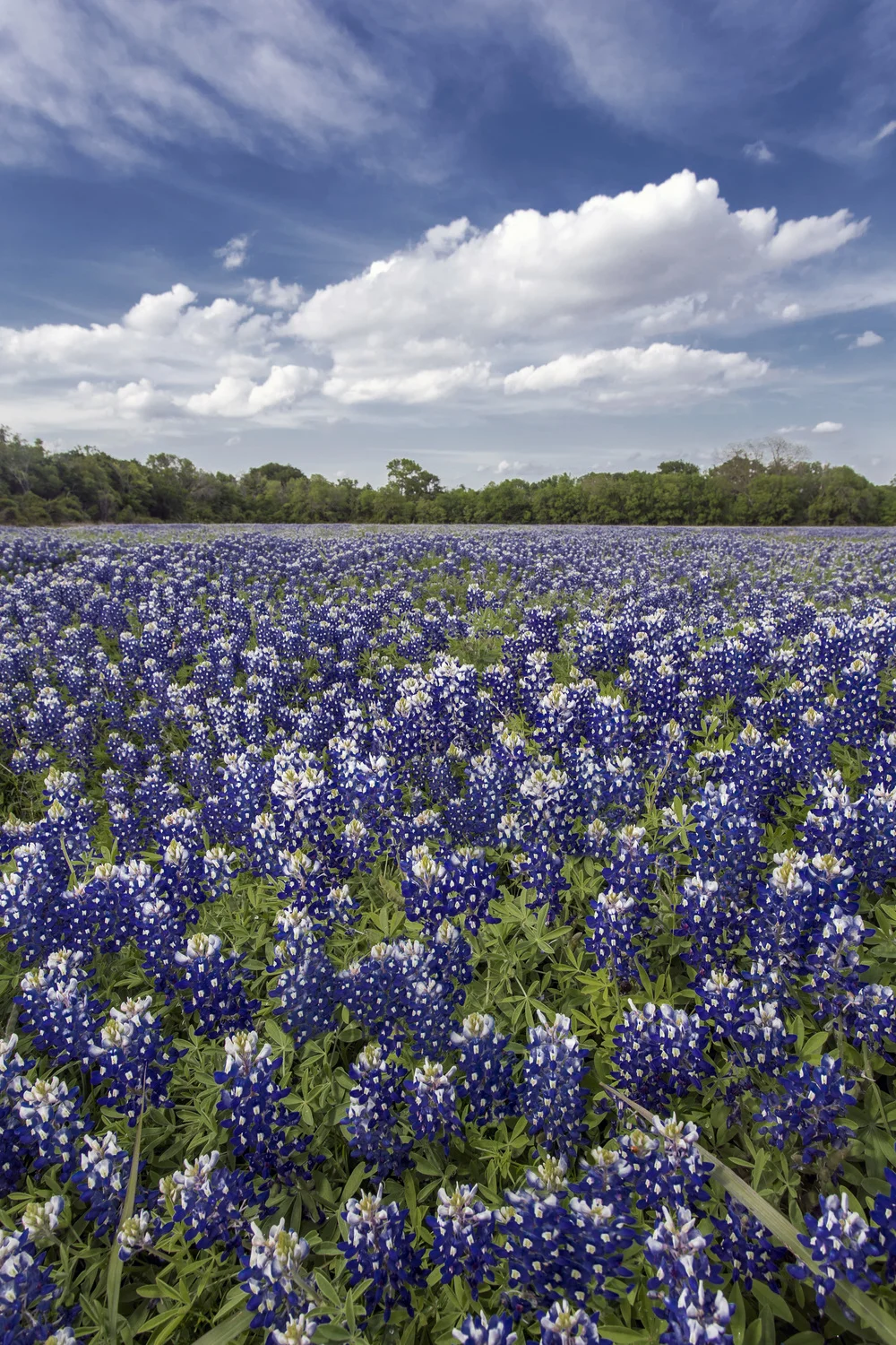 Bluebonnet Field