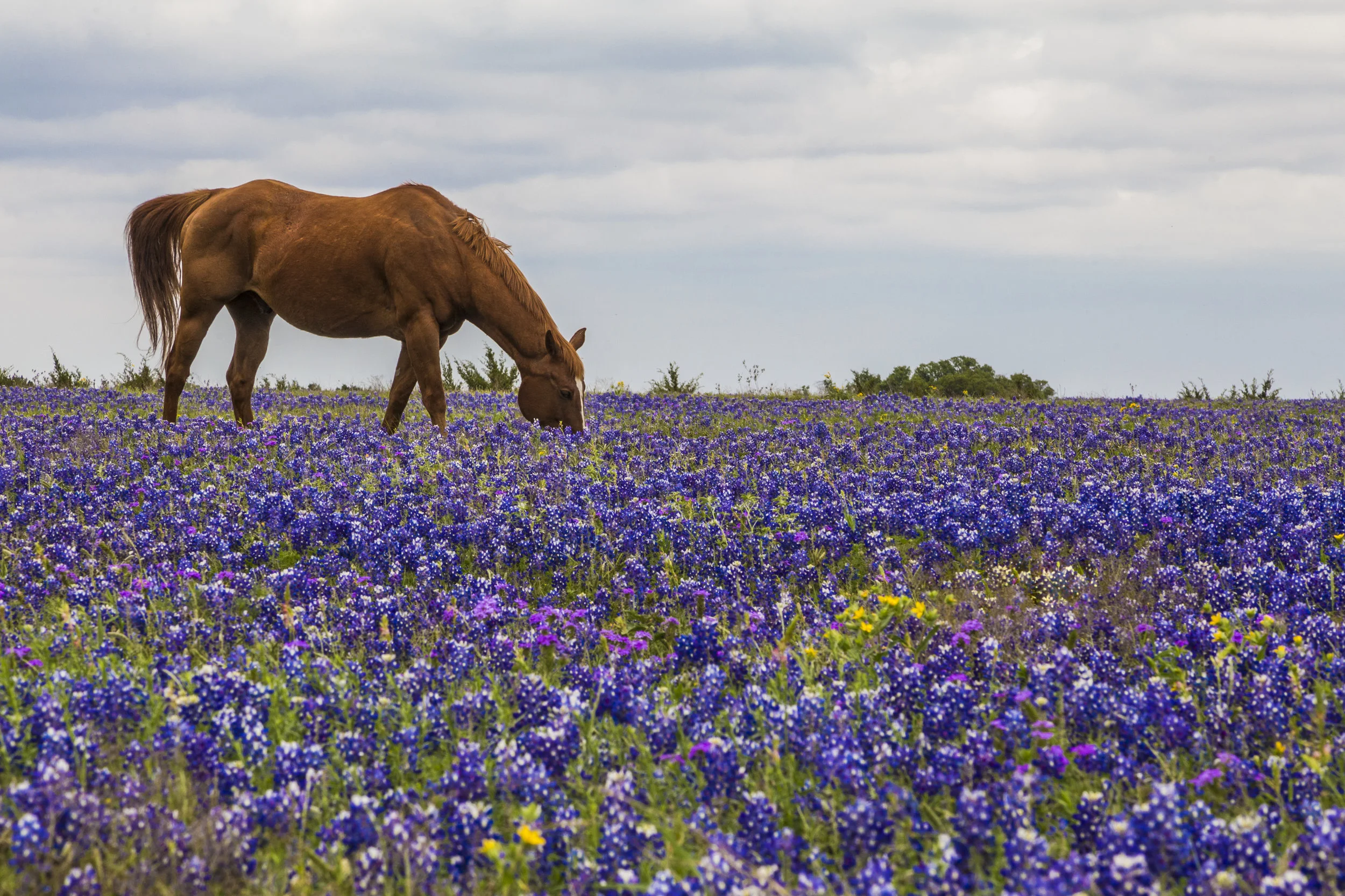 Bluebonnet Love