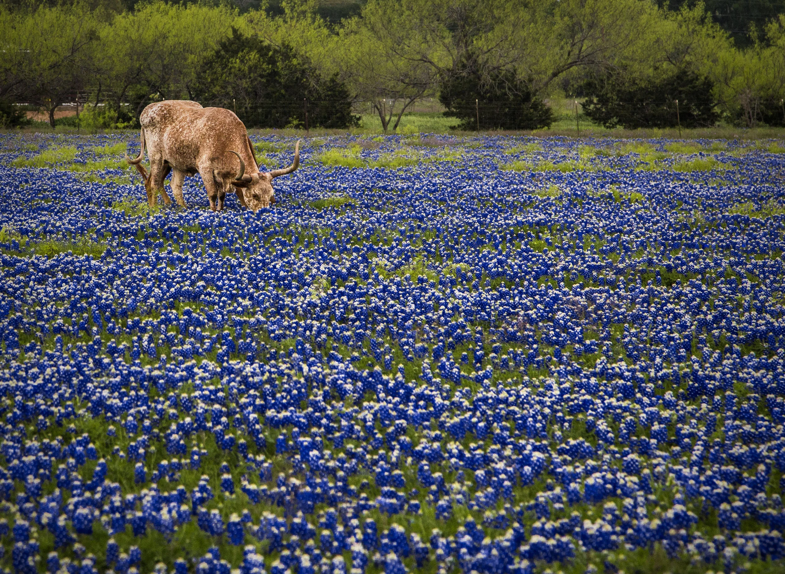 Texas Spring
