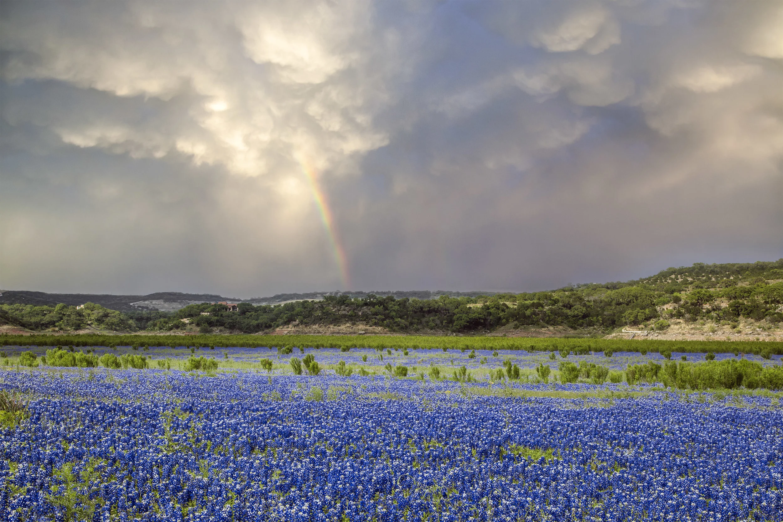 Bluebonnet Fields Forever