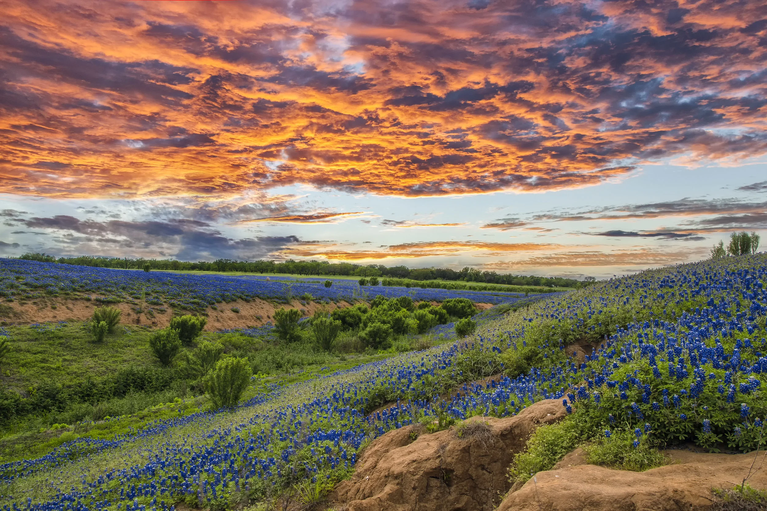 Sunset in the Bluebonnets