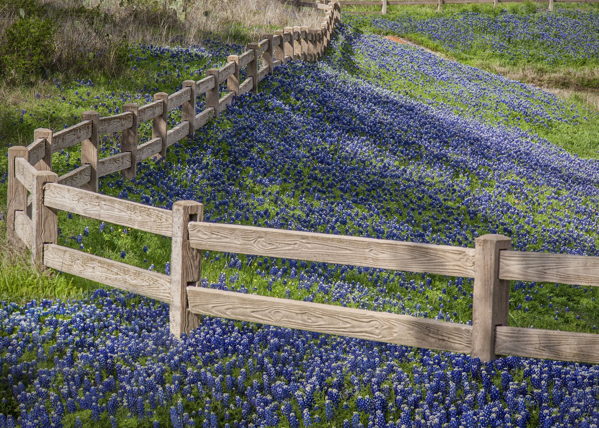 The Ten Best Spots In Texas To Find Bluebonnets In Jason Weingart Photography