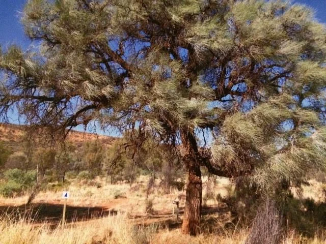 Larapinta section 6.jpg