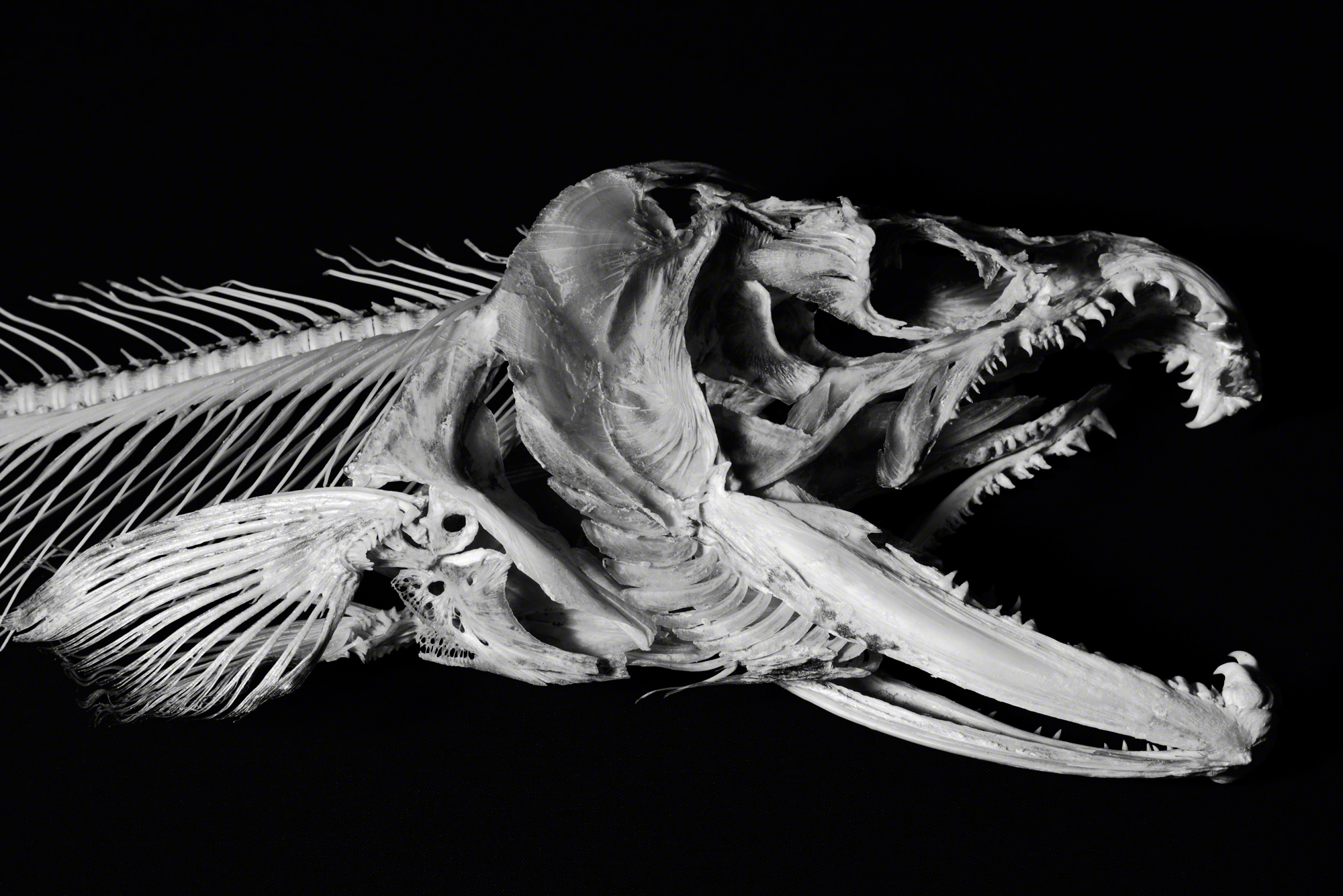 coho11.jpg