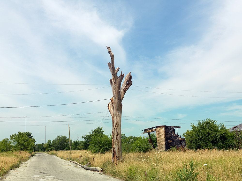 Tree-Stump-5b,-Detroit-2012.jpg