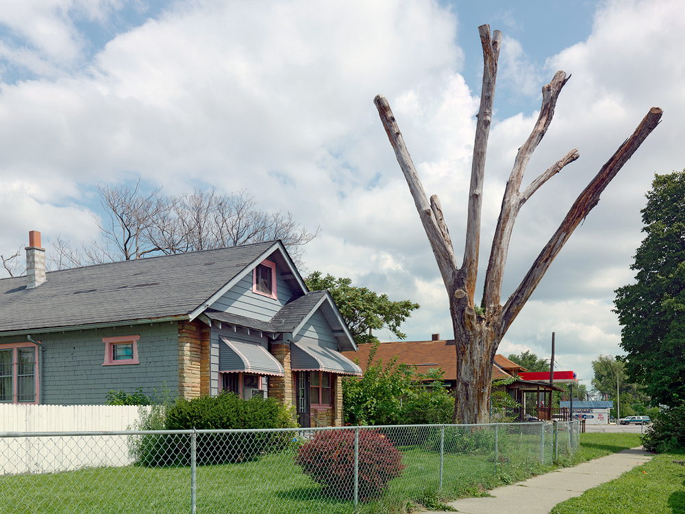 Tree-Stump-21,-Detroit-2011.jpg