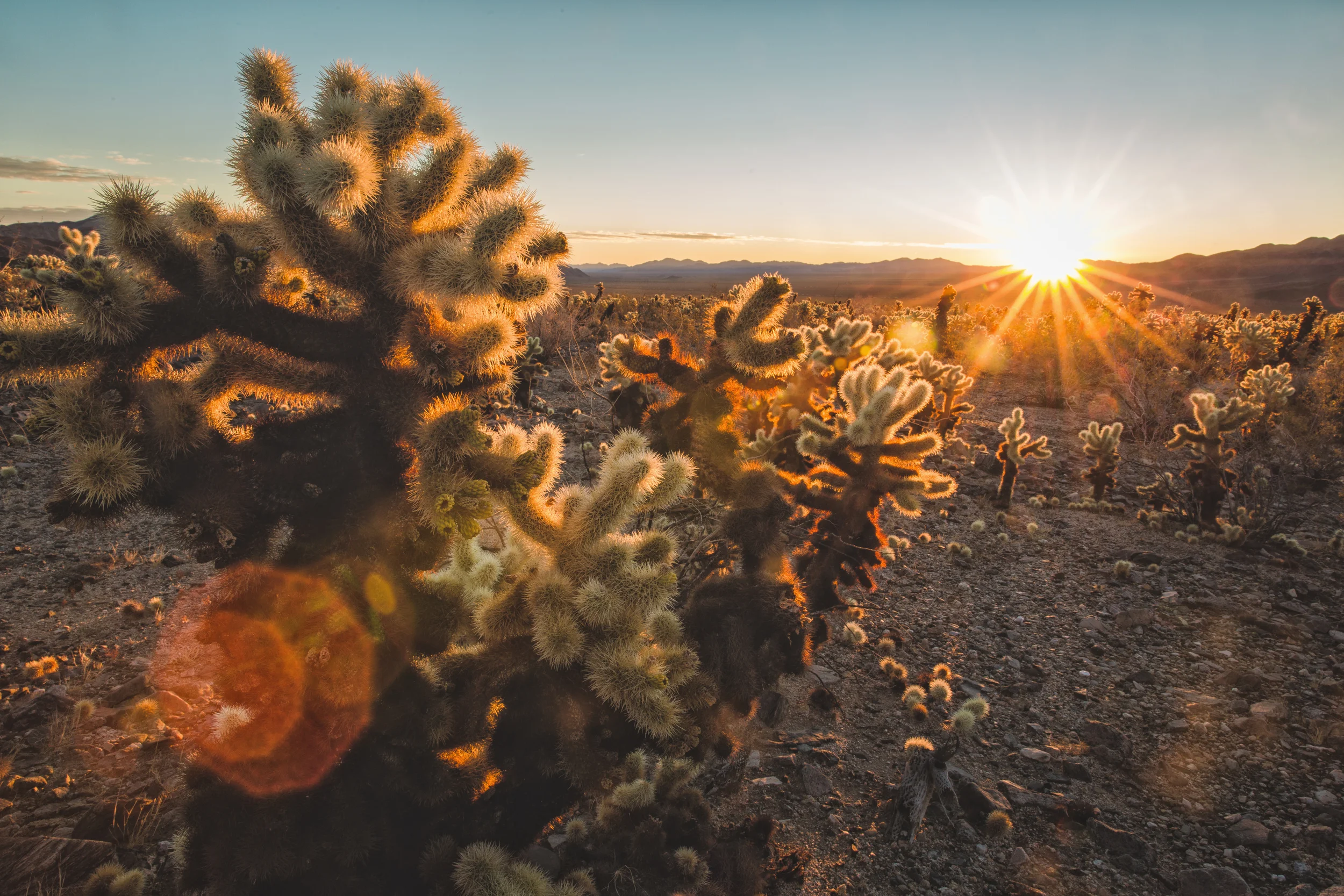 Cholla Cactus Gardens