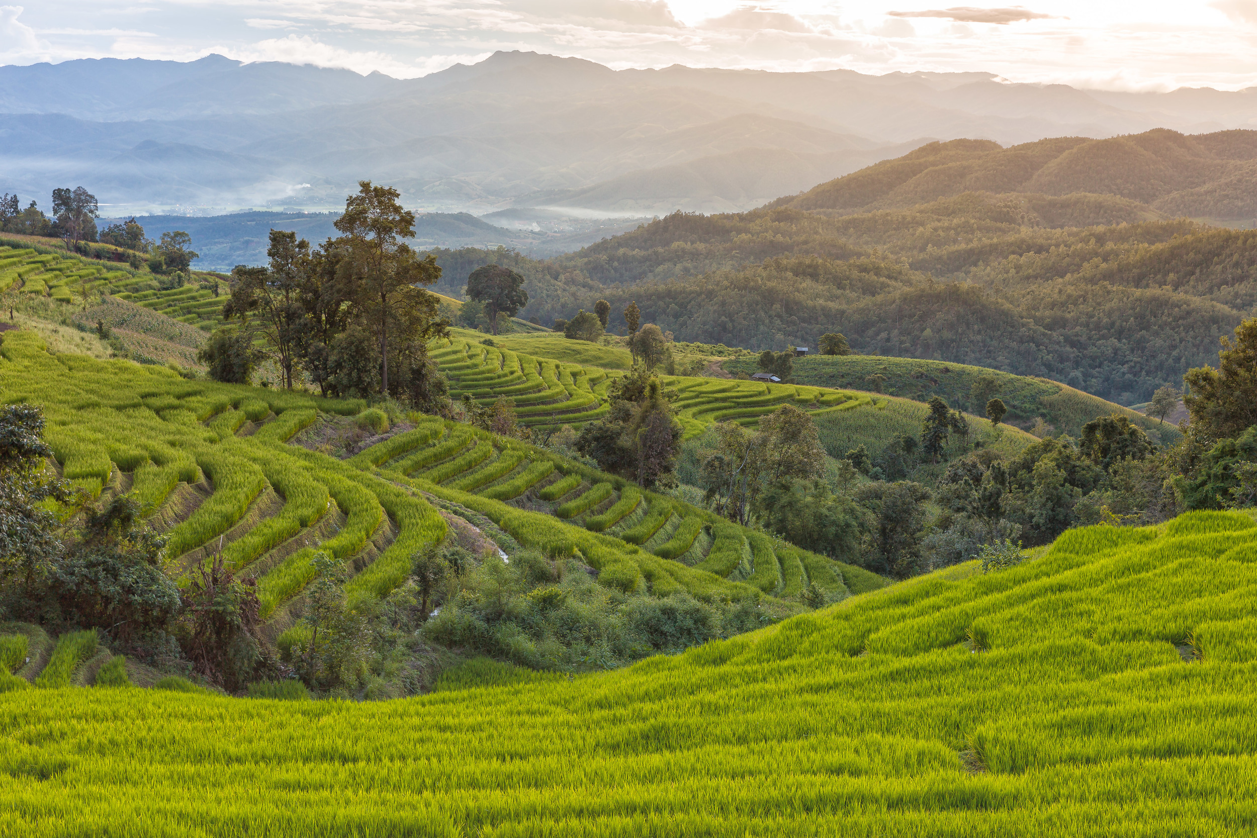Karen Village Rice Paddies