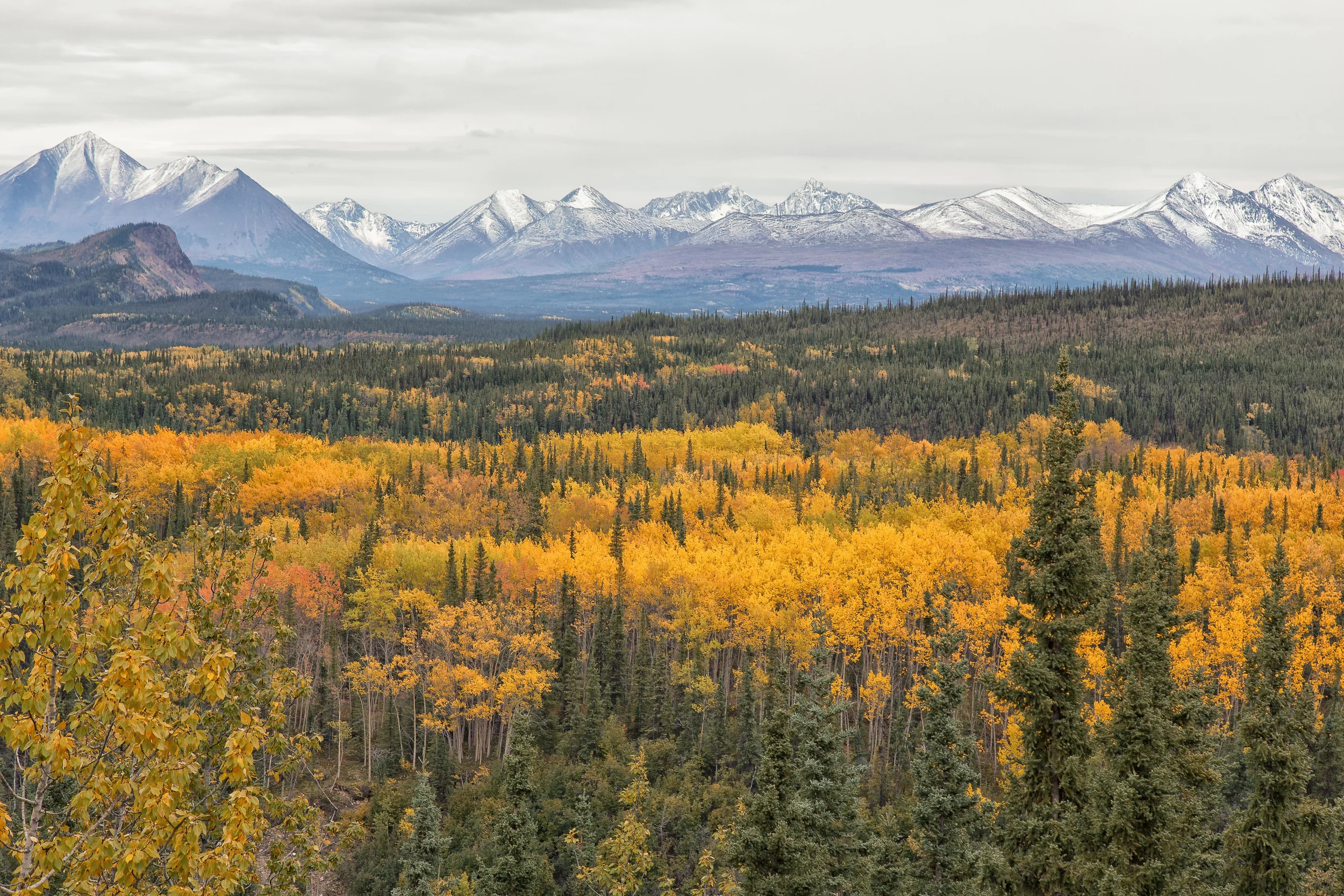Fall Foliage in Denali