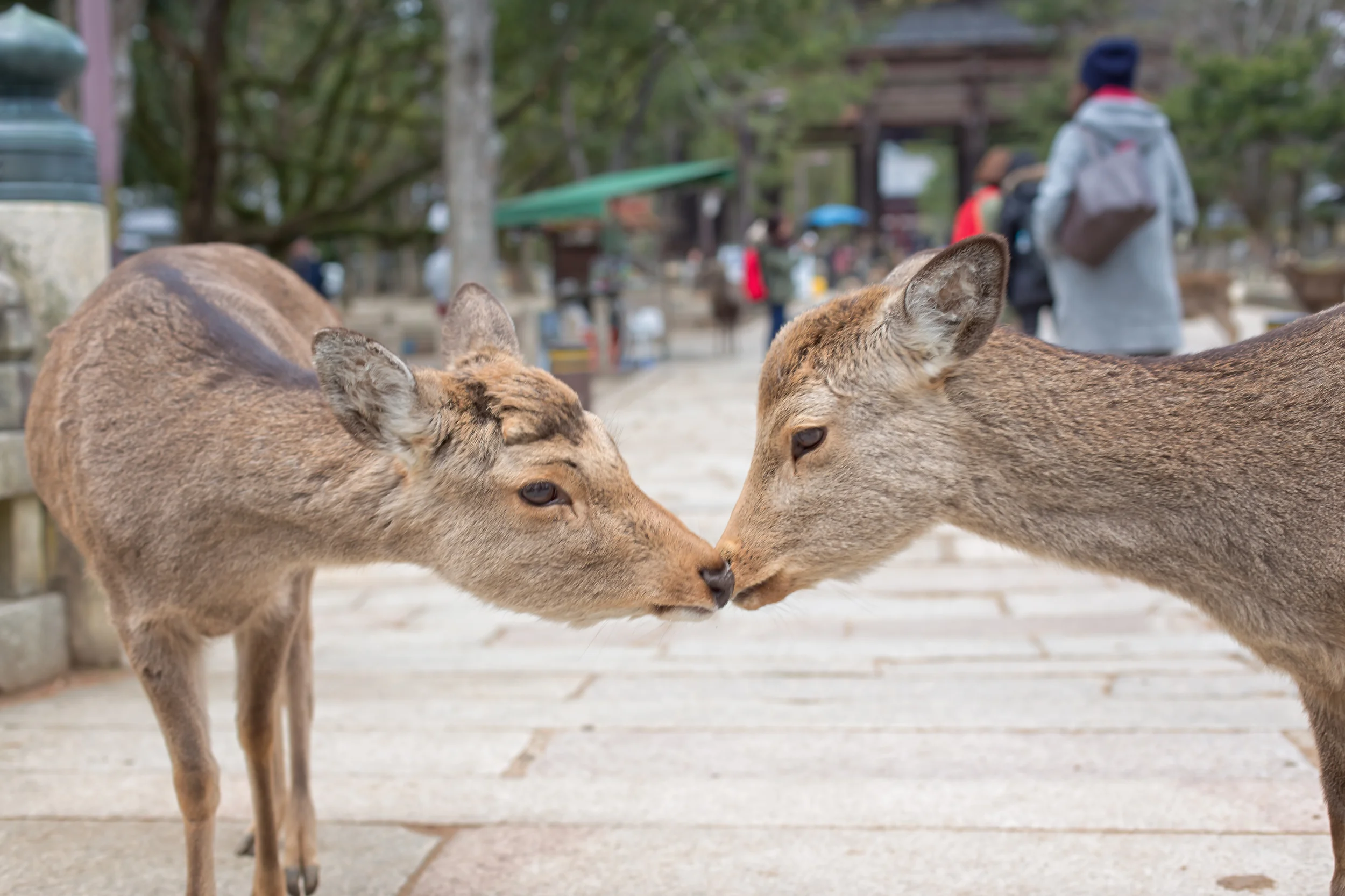 Nara Deer