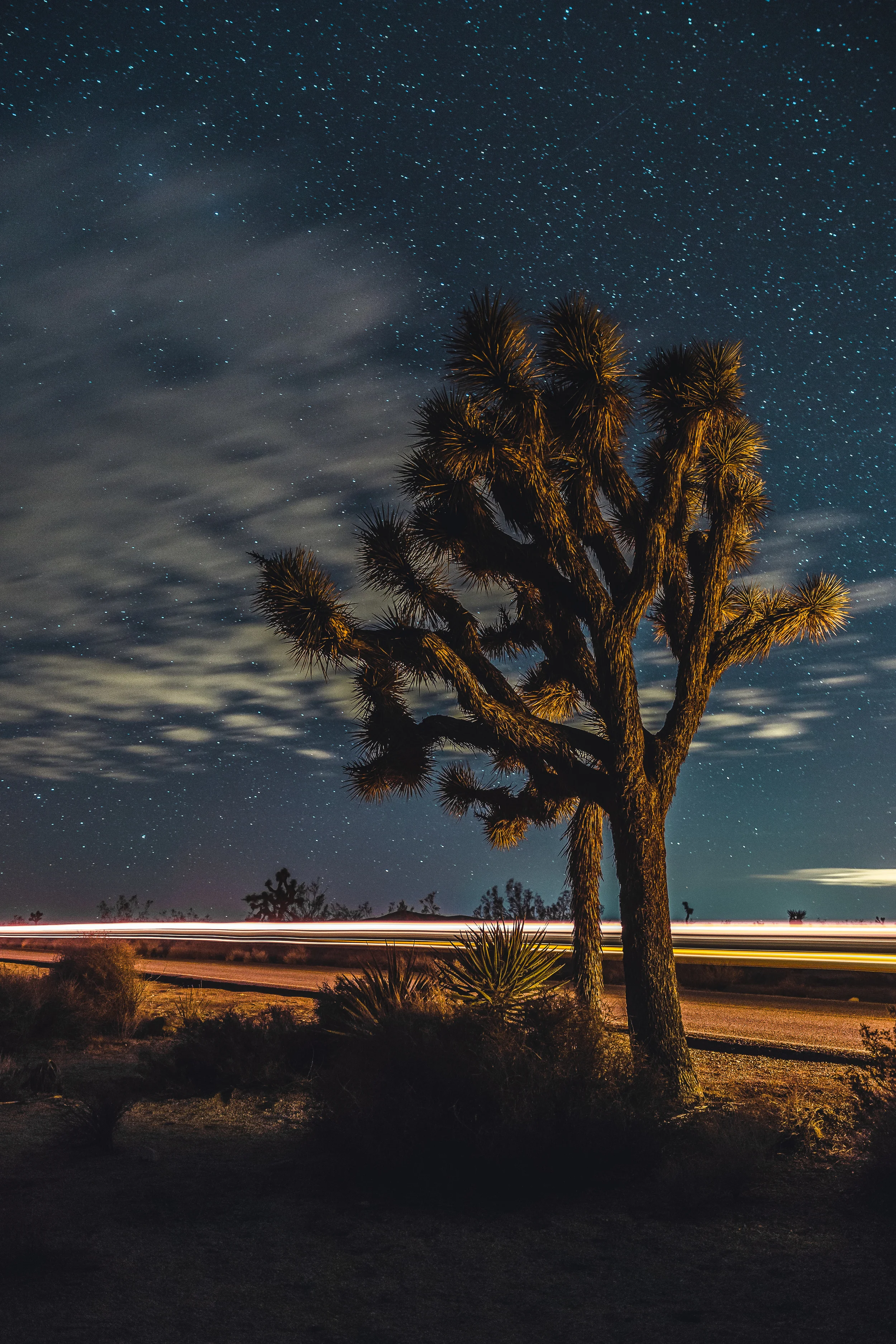 Light Trails (Portrait)