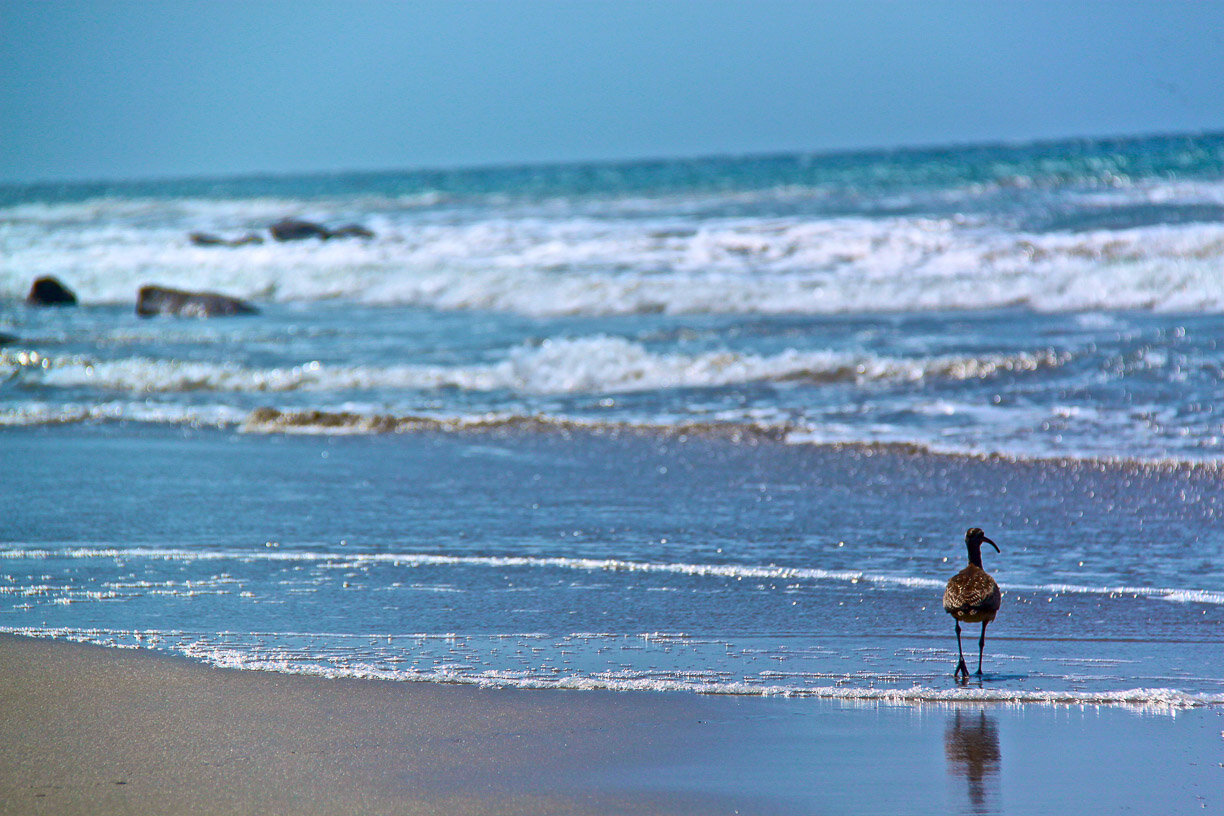 bird on beach.jpg