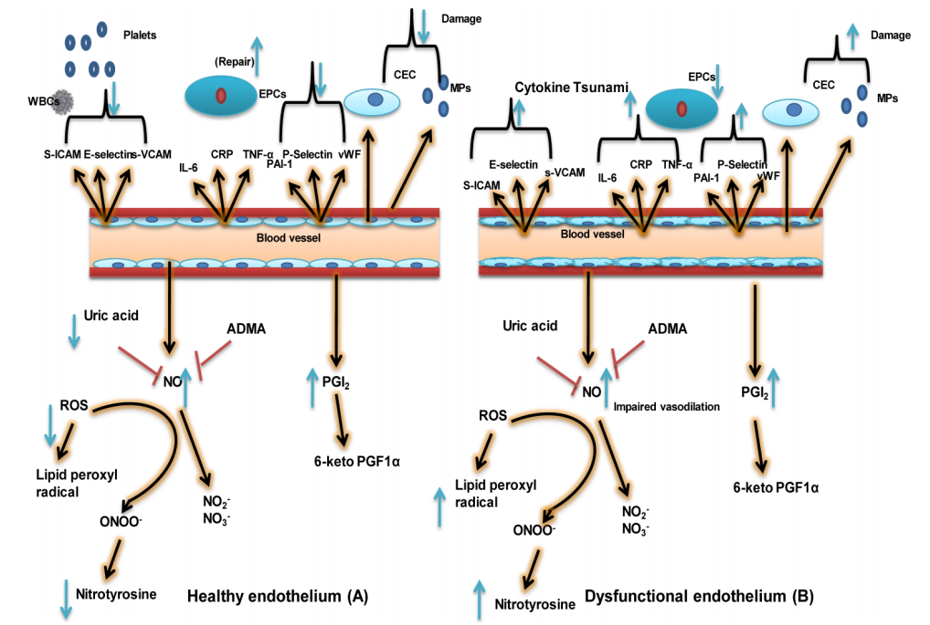Um endotélio saudável possui boa capacidade de vasodilatação, suprime a trombose, a inflamação vascular e a hipertrofia celular. Este esquema mostra a diferença do endotélio saudável (A) e do endotélio disfuncional (B). Para saber mais: Rajendran et al., 2013