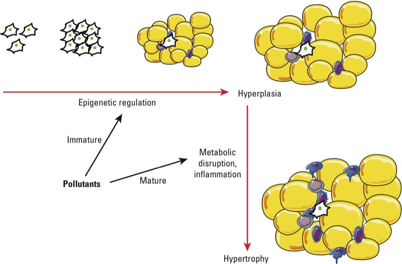 Fonte: La Merrill et al., 2014