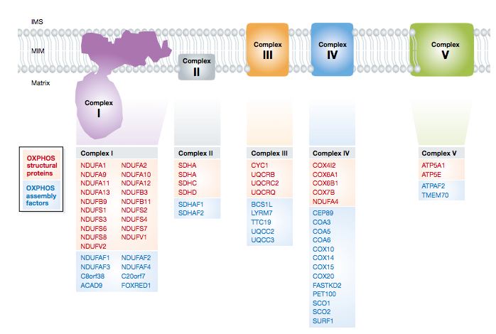 Fonte: Koopman et al., 2016