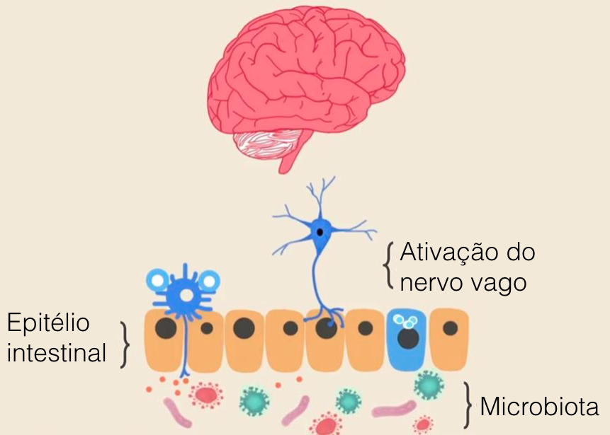 Fonte da imagem: http://www.ozy.com/fast-forward/autisms-gut-brain-connection/33302