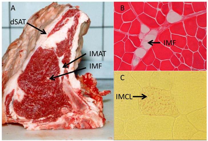 IMF = gordura intramuscular (células adiposas dentro do músculo); IMAT = tecido adiposo entre músculos; dSAT = gordura subcutânea; IMCL = gordura intramiocelular (gordura dentro das células musculares). Autores: Komolka e al., 2014 .