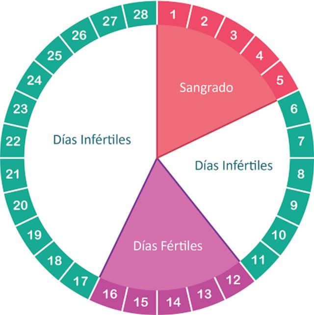 As fases do ciclo menstrual