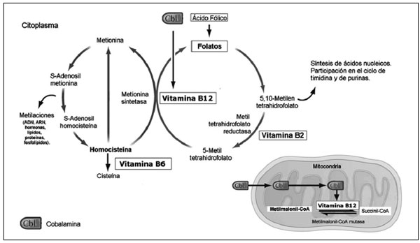 Fonte da imagem: Brito et al., 2012