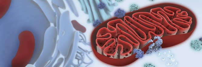 Fonte da imagem: http://cienciadamitocondria.blogspot.com.br/