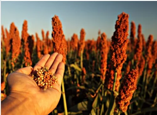 30-Thai-Vermelho-Grande-de-Sementes-de-Sorgo-Paní.jpg